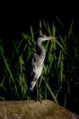 heron standing on a rock with a dark background and green foliage in the background