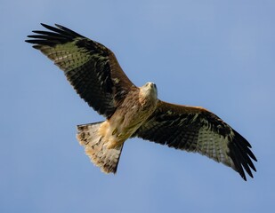 majestic bird of prey soaring in the clear blue sky, displaying its wingspan.
