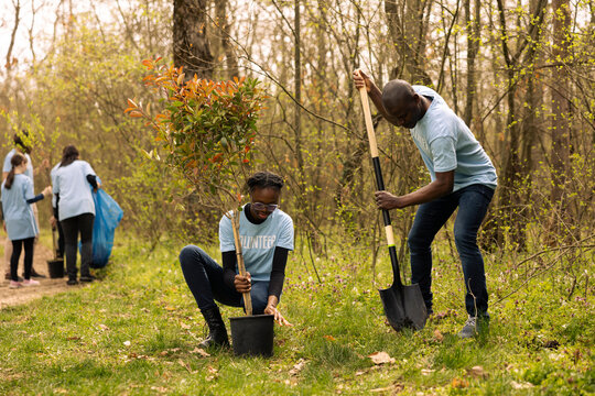 Team of volunteers planting trees to preserve natural ecosystem and forest environment, digging holes with a shovel. Climate activists taking action and saving the wild habitat.