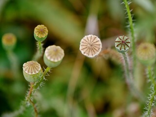 Verblühte Mohnblume