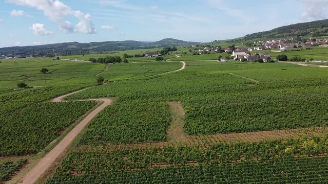 Aerial view on grand cru vineyards near Puligny-Montrachet village in Burgundy, France, making of white wine from chardonnay grapes