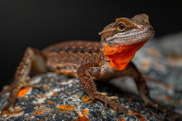 Obraz premium Full body view of Brown Anole , in natural habitat, full body shot, full body View