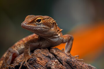 Naklejka premium Full body view of Brown Anole , in natural habitat, full body shot, full body View