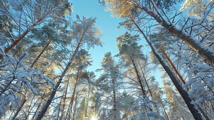 Snow-covered pine trees in a winter forest with sunlight. Concept of nature, cold weather, seasonal change. Beautiful Winter background