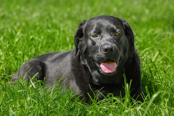 A black Labrador retriever dog lies in the grass. A pet, an animal.