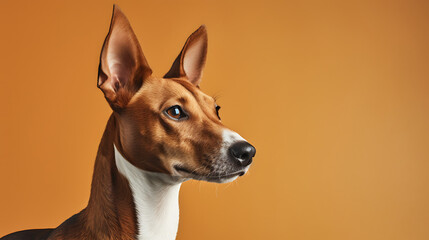 Studio portrait of a curious and attentive brown and white short-haired dog with big ears on a brown background
