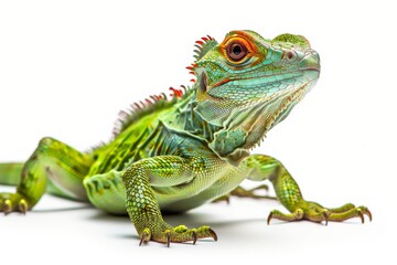 Obraz premium hight view of a Full body a Basilisk, isolated on white background, full body shot, full body View isolated on white background