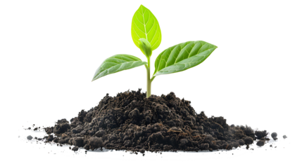 young plant sprout growing from soil isolated on white or transparent png background