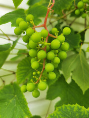 Verdant Cluster of Unripe Grapes