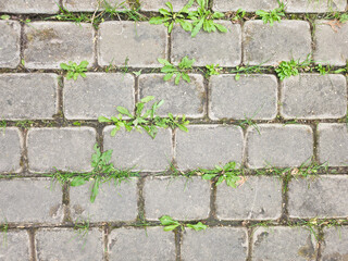 Obraz premium Resilience of Nature: Weeds Growing Between Pavement Stones