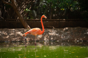 Pink flamingo bird (Phoenicopterus roseus) walking in the green pond on sunny day, beautiful American flamingo bird, Phoenicopteridae