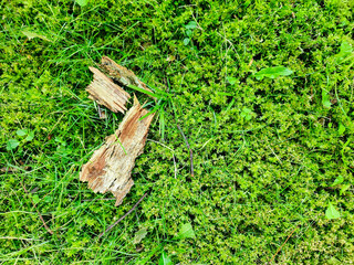A close-up of a piece of tree bark blending with vibrant green moss.