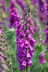 Common foxglove (digitalis purpurea) flowers in bloom © tom