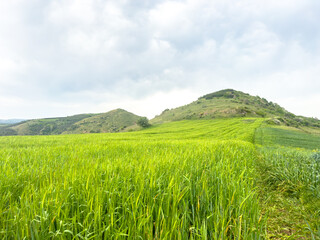 Fototapeta premium Green wheat field and and blue sky with clouds. hill in the background