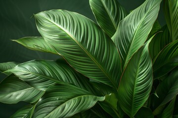 Spathiphyllum Cannifolium Leaves with Dark Green Texture