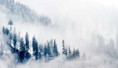 Winter Fog Forest in Himachal Pradesh, India