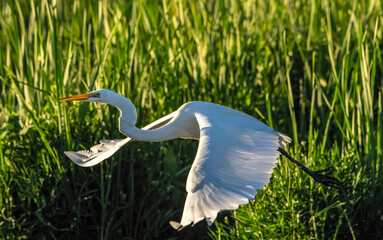 Great Egret frolicking in morning light, at local lake, Fishers, Indiana, Summer. 