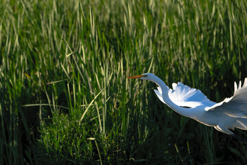 Great Egret frolicking in morning light, at local lake, Fishers, Indiana, Summer. 