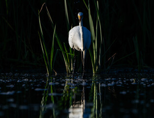 Great Egret frolicking in morning light, at local lake, Fishers, Indiana, Summer. 