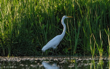 Great Egret frolicking in morning light, at local lake, Fishers, Indiana, Summer. 