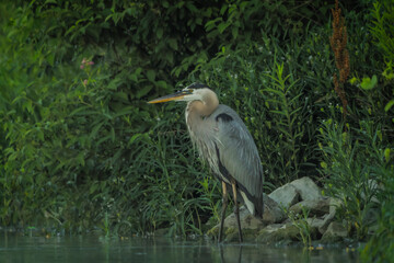 Great Blue Heron stalking for prey in morning light, local lake, Fishers, Indiana, summer. 