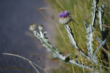 Detail of a thistle bloosom