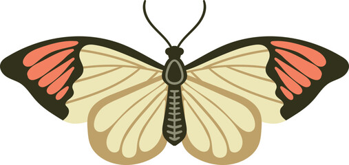 butterfly isolated on white background