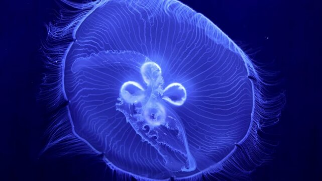Jellyfish glow blue in the dark. Neon transparent jellyfish float on a black background. Jellyfish in action in the aquarium. Beautiful jellyfish moving through the neon lights. Craspedacusta sowerbii