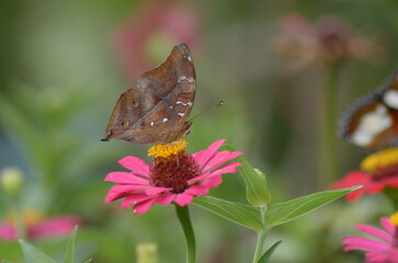 Butterfly perched on pink flower in a field, vibrant, nature, beauty, summer, wildlife, garden, colorful, outdoor, delicate, vibrant colors.