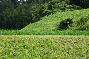Shimane,Japan - July 3, 2024: Rice terrace at Okuizumo, Shimane, Japan