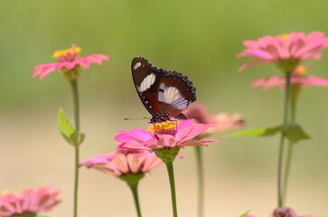 Butterfly perched on pink flower in a field, vibrant, nature, beauty, summer, wildlife, garden, colorful, outdoor, delicate, vibrant colors.