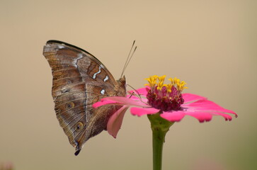 Butterfly perched on pink flower in a field, vibrant, nature, beauty, summer, wildlife, garden, colorful, outdoor, delicate, vibrant colors.