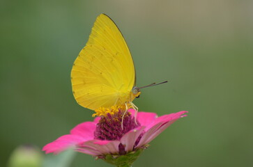 Butterfly perched on pink flower in a field, vibrant, nature, beauty, summer, wildlife, garden, colorful, outdoor, delicate, vibrant colors.