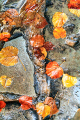 Europe. Walkway with autumn leaves and rain.