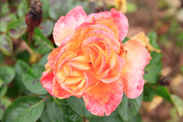 Europe, Romania. Bucharest. Rose.