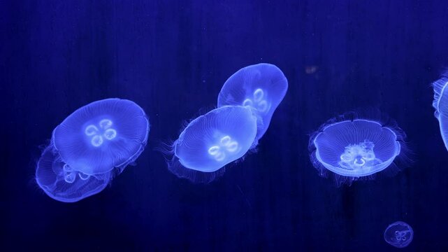 Jellyfish glow blue in the dark. Neon transparent jellyfish float on a black background. Jellyfish in action in the aquarium. Beautiful jellyfish moving through the neon lights. Craspedacusta sowerbii