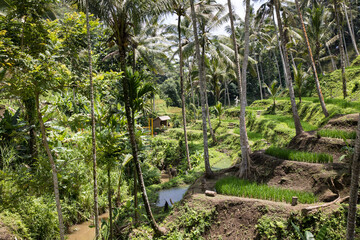 Beautiful view of rice terraces in Bali, Indonesia	
