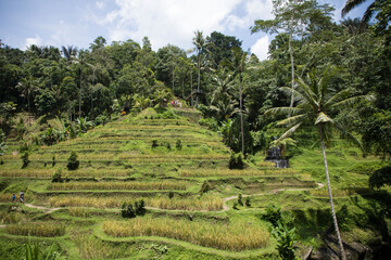 Beautiful view of rice terraces in Bali, Indonesia	
