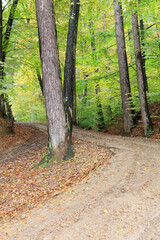 Europe, Romania. Bran. Forested roadways.