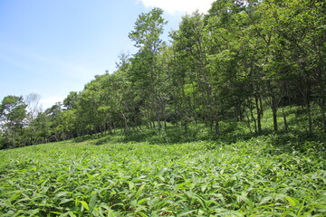 霧降高原とその周辺の風景