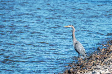 Closeup of a great blue heron.