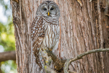 Closeup of a barred owl perched in a tree.