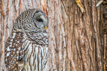 Closeup of a barred owl perched in a tree.