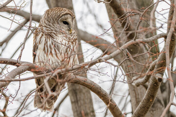 Closeup of a barred owl perched in a tree.