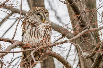 Closeup of a barred owl perched in a tree.