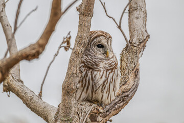 Closeup of a barred owl perched in a tree.