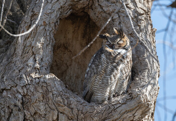 Great horned owl in a tree knot hole.
