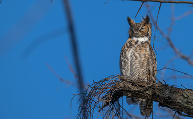 Closeup of a great horned owl perched in a tree.