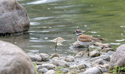 Killdeer standing in shallow water of a lake.