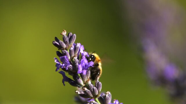 arriv&eacute;e d'une abeille sur une lavande, film&eacute; au ralenti en macro